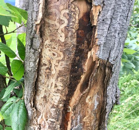 Emerald Ash Borers are in Swoope - Getting More on the Ground