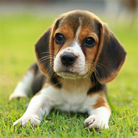 #1 | Beagle Puppies For Sale In Florida