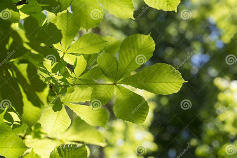 Buckeye or Horse Chestnut Green Leaves Stock Photo - Image of green ...