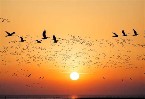 Premium AI Image | Silhoutte of birds flying in formation with dramatic ...