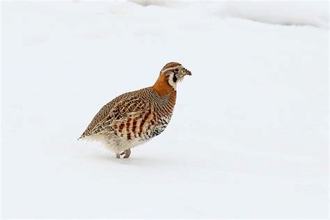 Wildlife Kingdom of Ladakh - Animals, Eco-Tourism, Hotels in Ladakh