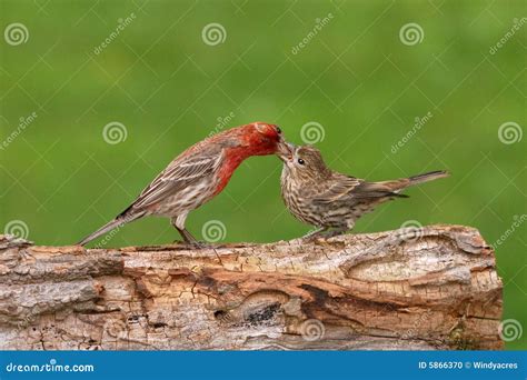 House Finch Feeding Young Stock Photo - Image: 5866370