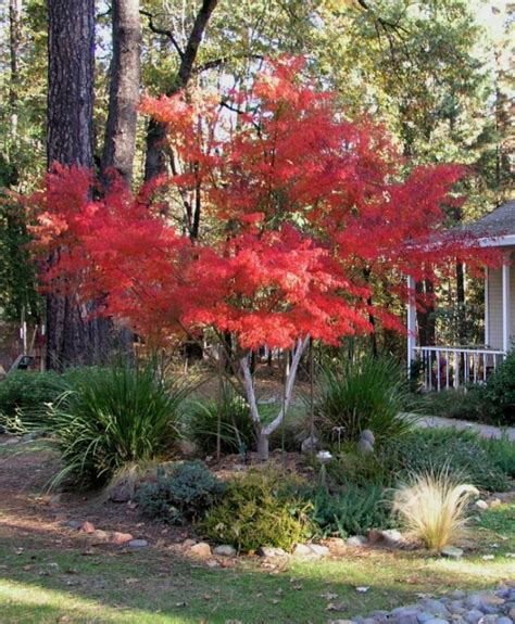 "Seiryu" Japanese Maple In Front Yard - Photos - Jeannie In Paradise ...