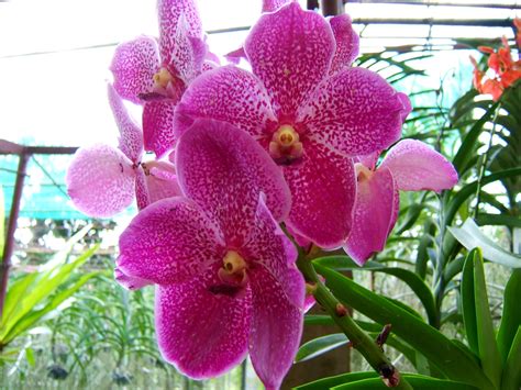 Philippines Orchids Farm | Orchid Flowers