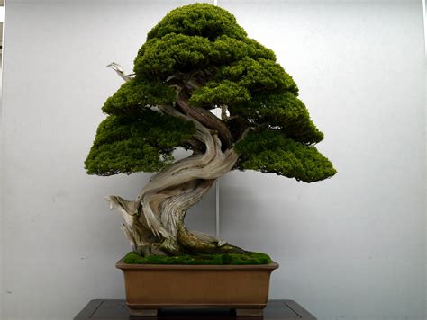 Bonsai Japan :: Chinese juniper