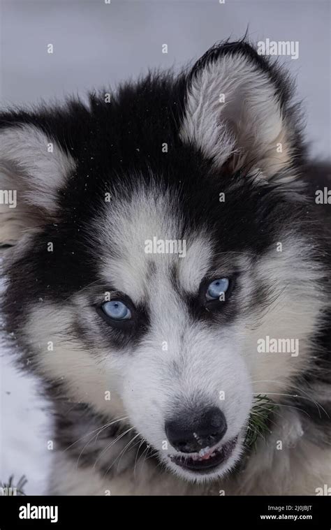 Small black and white husky puppy with bright blue eyes laying in the ...