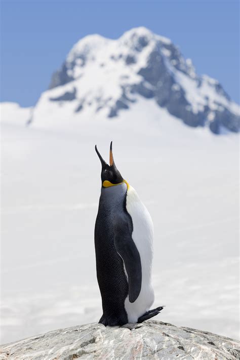 King penguins are under the threat of extinction if they do not find a new habitat soon