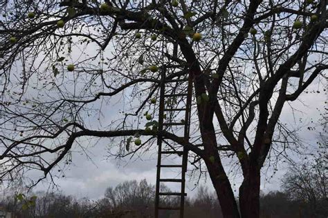 Reviving Your Orchard: A Guide to Pruning Old Apple Trees - Minneopa Orchards