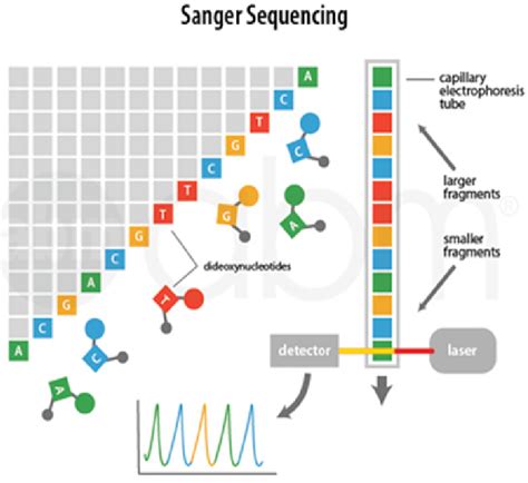 Principles of Sanger sequencing.... | Download Scientific Diagram