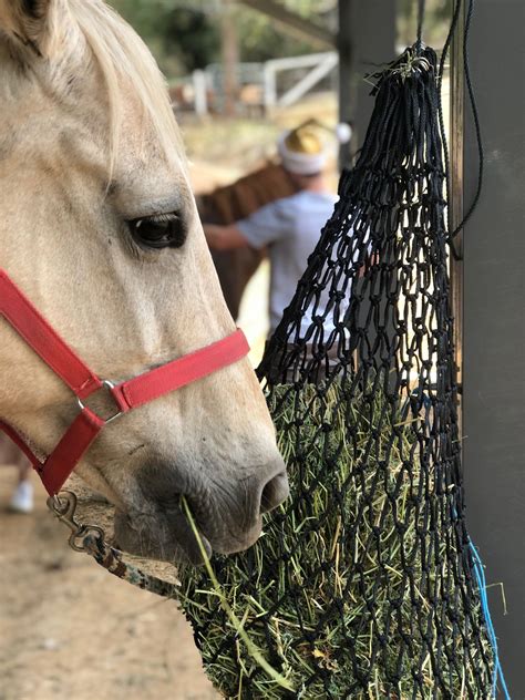 NEIGH NET HAY NET SMALL SLOW FEEDER FOR HORSES, CATTLE ETC. - FITS 1 TO ...