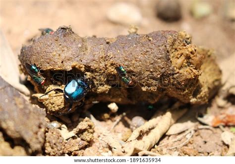 Dung Beetle On Poop Stock Photo 1891635934 | Shutterstock