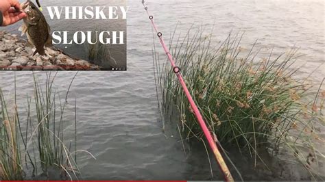 Fishing Whisky Slough..3rd times a Charm!!! Bass fishing using a Texas rig. - YouTube