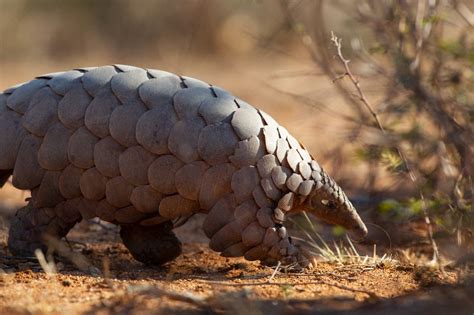 Conferencia Mundial sobre la Vida Silvestre se centrará en la fauna africana | Futuro Verde