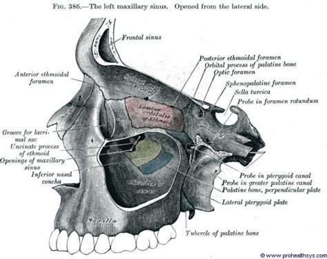 Maxilla - Prohealthsys