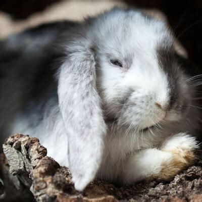 Rabbit Snuffles Treatment – Agriculture Site