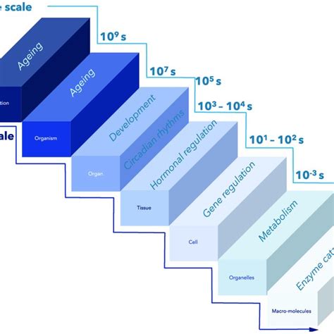 Spatial and temporal scales in biology Temporal scales range from short ...