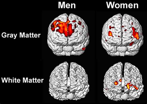 On Men, Women, and Brain Size: