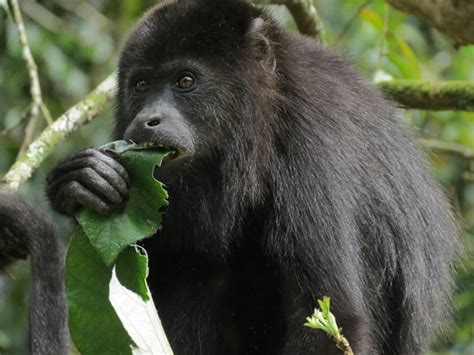 Diet of the Howler Monkeys | Diet and feeding A juvenile how… | Flickr