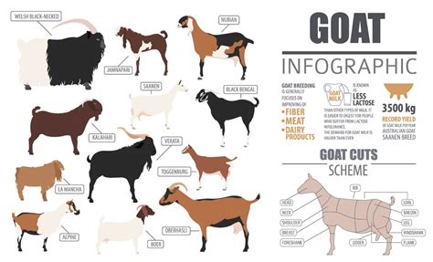 Animal Husbandry Notes On - Types Of Goat Breed - For W.B.C.S. Examination.