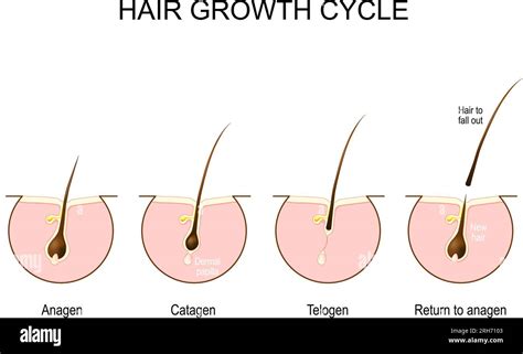 Hair growth cycle. Human skin. Follicle anatomy. Anatomical poster. Hair growth phase step by ...