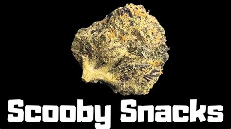 Scooby Snacks Strain - Heady Weed Strain Review - YouTube