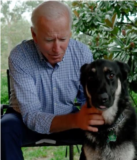 Joe Biden's Dog Major Will Be the First Rescue Dog in the White House—And People Are Stoked ...