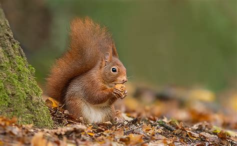 How to Photograph Squirrels: Great Tips and Photos by Gladys Klip - The Photo Argus