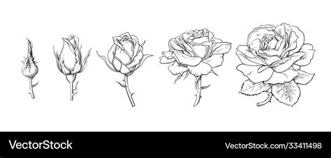 Rose flowers set stages blooming from Royalty Free Vector