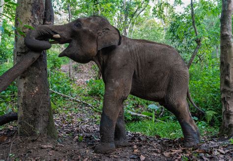 The carefree life of wild Asian elephants in SW China - CGTN