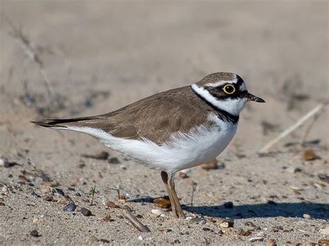 Kentish Plover Bird Facts (Charadrius alexandrinus) | Birdfact