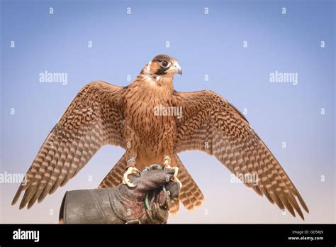 Peregrine falcon with its wings spread out, Bedouin settlement, Dubai Desert Conservation ...