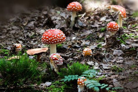 Red Mushroom Near Green Grass · Free Stock Photo