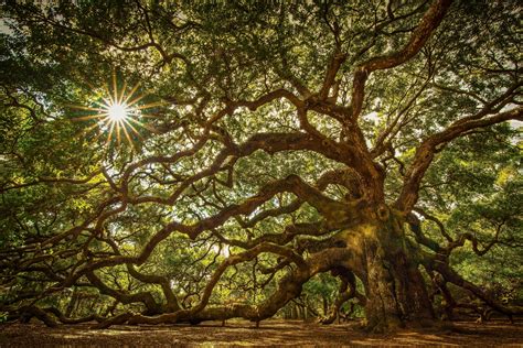 Angel Oak Tree on John's Island, South Carolina. This tree is located near Charleston and is ...