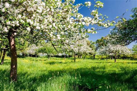 How (and why) to grow your own white currants: 'Scatter them over a ...