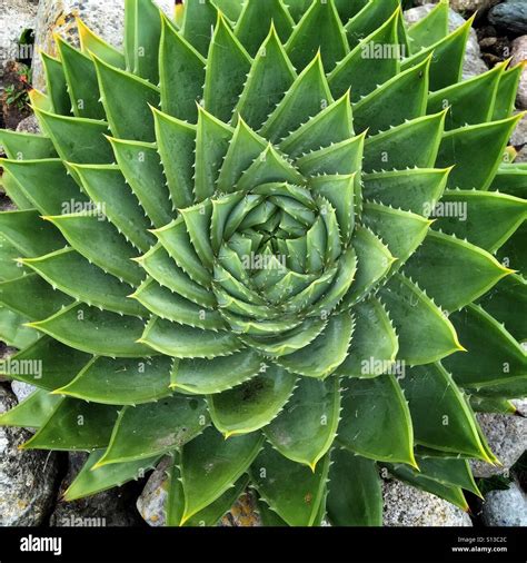 Aloe polyphylla spiral plant in rocks Stock Photo - Alamy