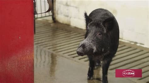 Former Razorbacks’ live mascot Tusk IV dies at the age of 10 | thv11.com