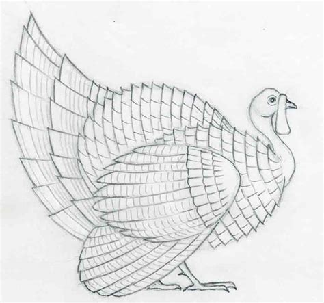 How To Draw A Turkey in pencil