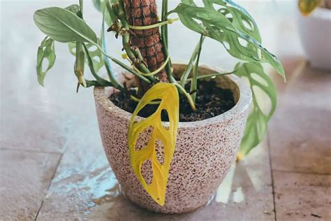 Monstera Leaves Curling: 8 Reasons, Signs and How to Fix