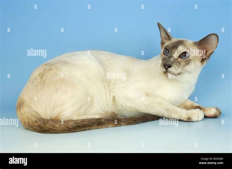 lilac tortie point siamese cat, lying down Stock Photo - Alamy