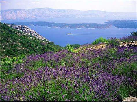 Hvar Croatia Tours, Stari Grad, Hvar Island, Dalmatia Croatia, Turkey ...