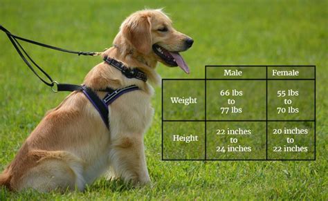 Golden Retriever Puppy Weight Chart