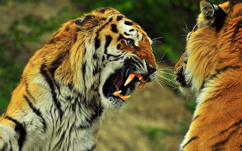 Download wallpaper for 240x320 resolution | Wild Animals Tiger | animals | Wallpaper Better