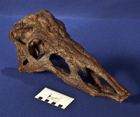 WitmerLab Dinosaur Skull Collection:desmatosuchus