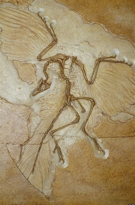 Archaeopteryx Fossil Suggests Prehistoric Creature Was A Bird After All, Not A Dinosaur