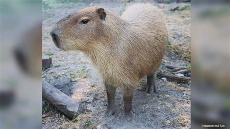 New animals at the Potawatomi Zoo