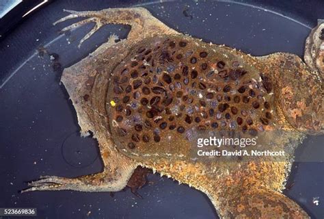 Surinam Toad Photos and Premium High Res Pictures - Getty Images