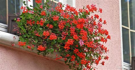 Tips On How To Grow And Care For Trailing Geraniums