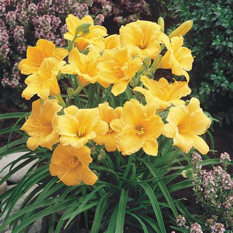 Spring Hill Nurseries Stella De Oro Daylily (Hemerocallis) Yellow Flowering Perennial Live ...