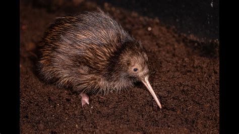 Kiwi chick hatched at the Toledo Zoo | wtol.com