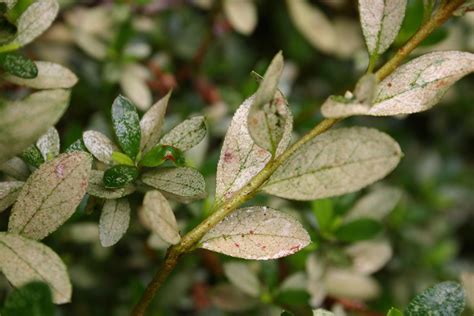 azalea lace bug 3 « Walter Reeves: The Georgia Gardener